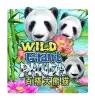 WildGiantPanda